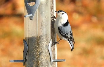 nuthatch.jpg