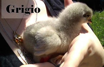 4.22.19 Grigio.jpg
