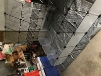 Garage Brooder 2019.jpg Garage Brooder 2019.jpg