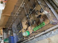 Garage Brooder full of chicks 2019.jpg