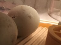 245840CF-6291-46B3-AE7D-EE836C925B83.jpeg