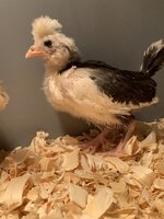 D5F0706D-8579-4C92-B275-8FE20618E3FC.jpeg