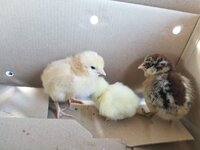 New babies 4-25-19 c.jpg New babies 4-25-19 c.jpg