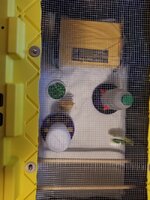 New babies 4-25-19 in the brooder.jpg New babies 4-25-19 in the brooder.jpg