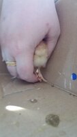 New chicks 4-25-19 in hand.jpg New chicks 4-25-19 in hand.jpg