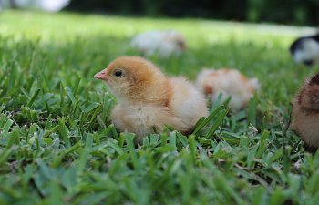 chick on lawn.jpg chick on lawn.jpg
