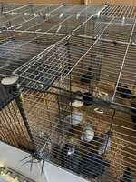 Brooder pen #1.JPG