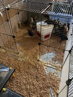 Brooder pen #5.JPG