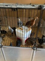Brooder Pen #7.JPG