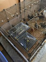 Brooder pen #9.JPG