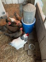 Chicken waterer #3.JPG