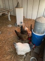 Chicken waterer #5.JPG