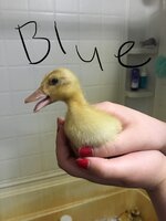 5F0203CD-BBAB-4E53-8AFB-41D697E93F1B.jpeg
