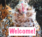 Screen Shot 2018-12-25 at 2.36.09 PM 2.png