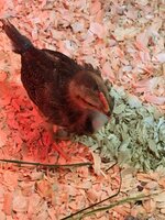 1D893710-6E29-4046-87DD-98933ABE5BC7.jpeg