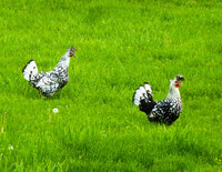 girls on grass.jpg