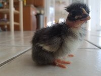 through 4.30.2018 baby chicks 027.jpg