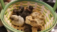 first chick pics April 16 2019 060.jpg