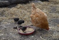 maggie and 11 day old chicks.jpg