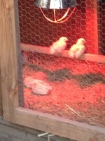 chicks in the brooder.jpg
