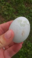 Princess Lay-a's first egg 2.jpg