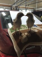 DA148035-74B0-4BF1-856C-2FD19CE76012.jpeg