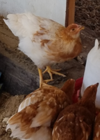 roosters.png