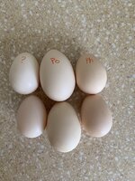 16E35D4E-57AA-41C3-8265-BC234D1EBF92.jpeg 16E35D4E-57AA-41C3-8265-BC234D1EBF92.jpeg