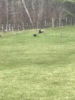C7271390-2482-4767-BE41-A05E7538E559.jpeg