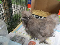 NEW SILKIE 001.JPG