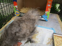 NEW SILKIE 002.JPG