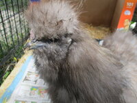 NEW SILKIE 003.JPG