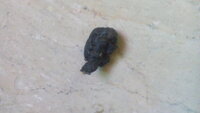 IMG_20190503_173155.jpg