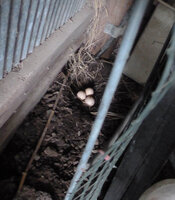 gazebo eggs.jpg