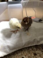 3AADFE03-9840-4104-AE38-F1098325BED5.jpeg