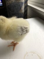 275E396D-216B-47E0-A44F-EC099BCB9524.jpeg