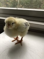 03977AC8-82E6-4160-AB00-AC282AB6D06D.jpeg