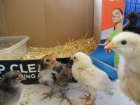 TSC BANTIES  1 WK OLD 001.JPG