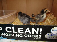 TSC BANTIES  1 WK OLD 003.JPG