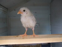 4 wk bannies 003.JPG