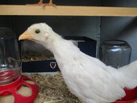 4 wk bannies 004.JPG