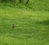 bobwhite.jpg
