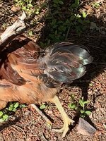 AA07694E-1437-4CF9-BE50-C374D349BD29.jpeg