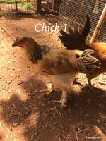 515698BD-479C-46F9-AC88-E5AAED653ACD.jpeg
