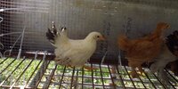 Bantam unknown.jpg