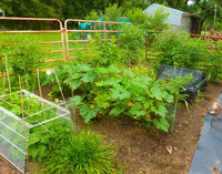 garden 6-9-18 (3 of 1).jpg
