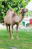 camel.jpg