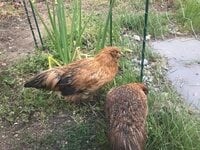 chick1.jpg