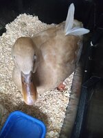 IMG_20190509_084238261.jpg