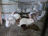 Feeder rabbits 9-9.jpg